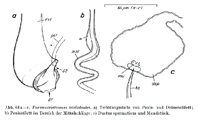 Paramacrostomum tricladoides