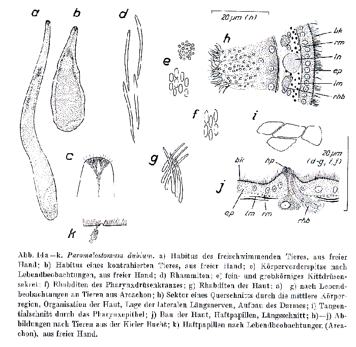 Paromalostomum dubium