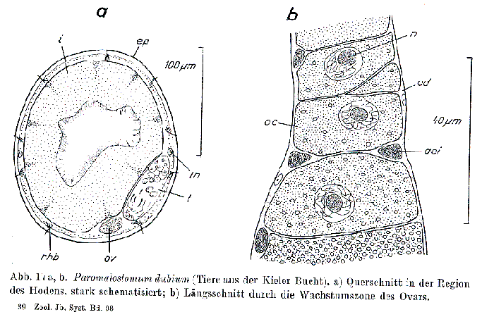 Paromalostomum dubium