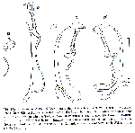 Paromalostomum dubium