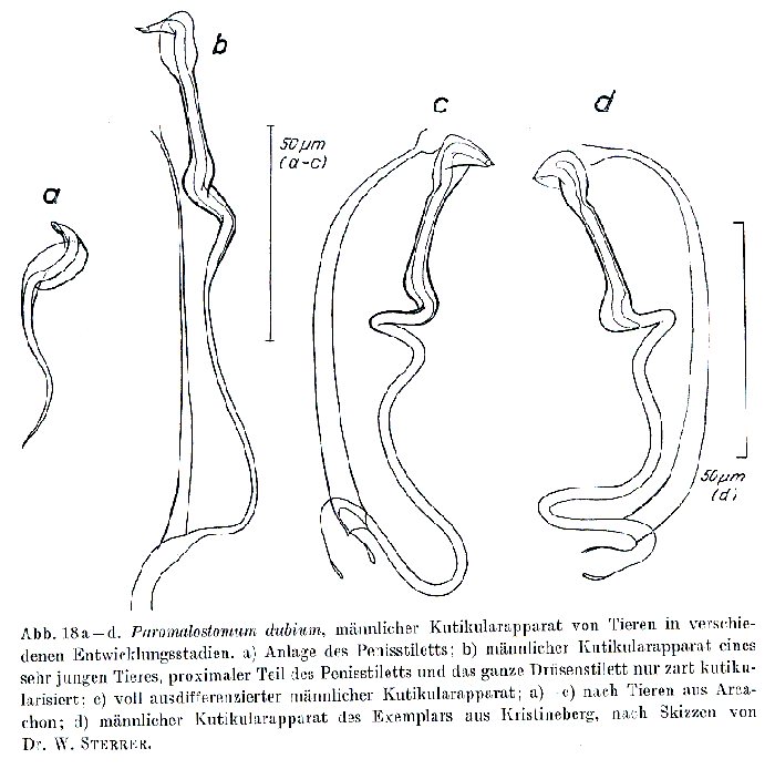 Paromalostomum dubium