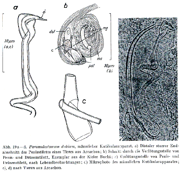 Paromalostomum dubium