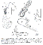 Paromalostomum dubium