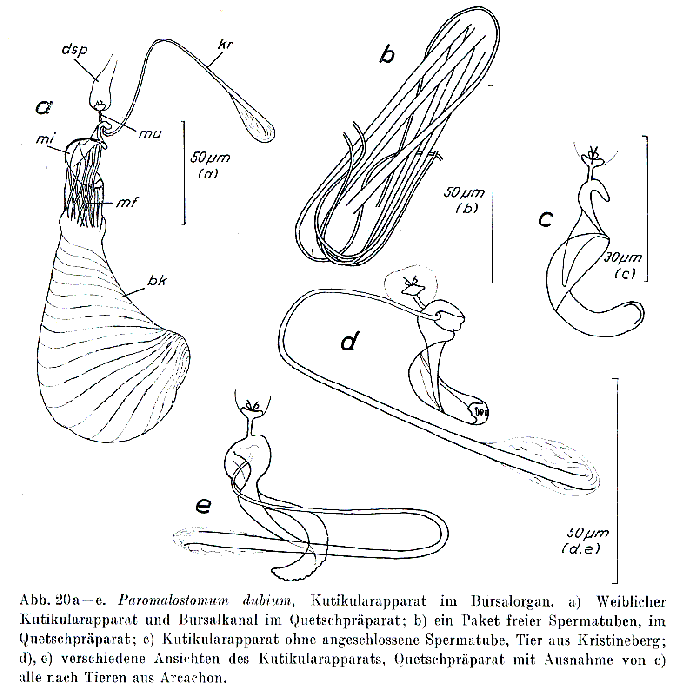 Paromalostomum dubium