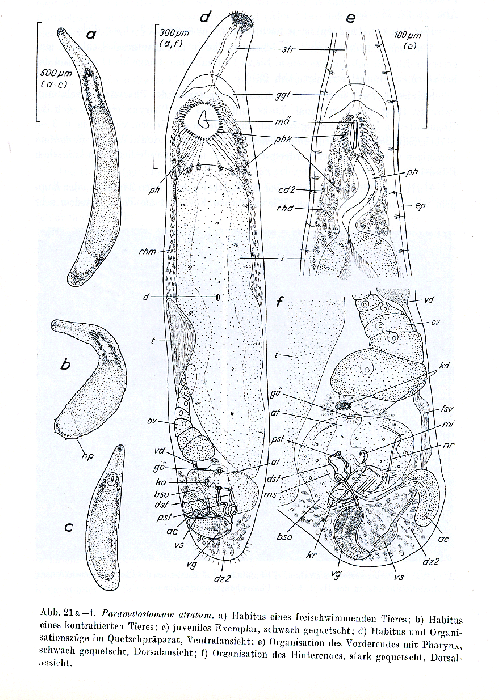 Paromalostomum atratum