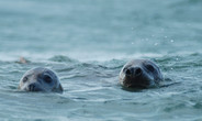 Grey Seal, author: Van Ginderdeuren, Karl Grey Seal, author: Van Ginderdeuren, Karl