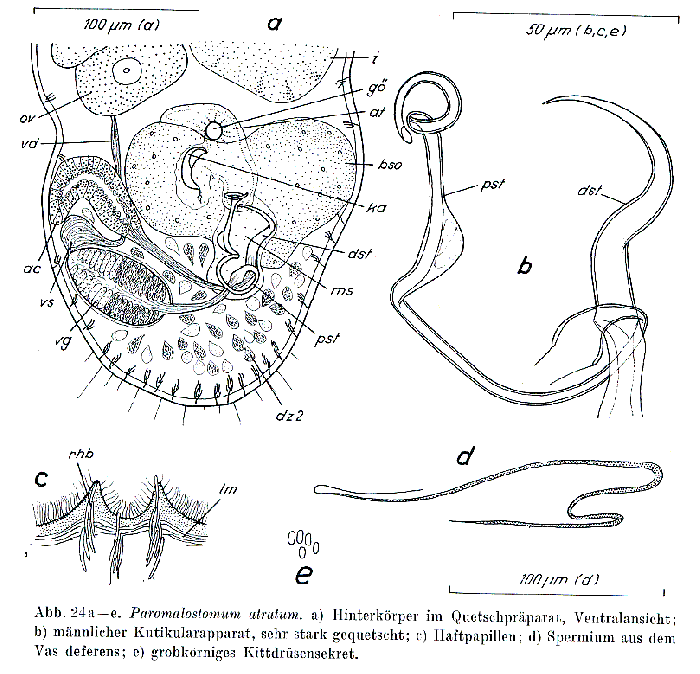 Paromalostomum atratum