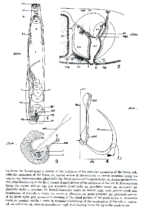 Paromalostomum coronum