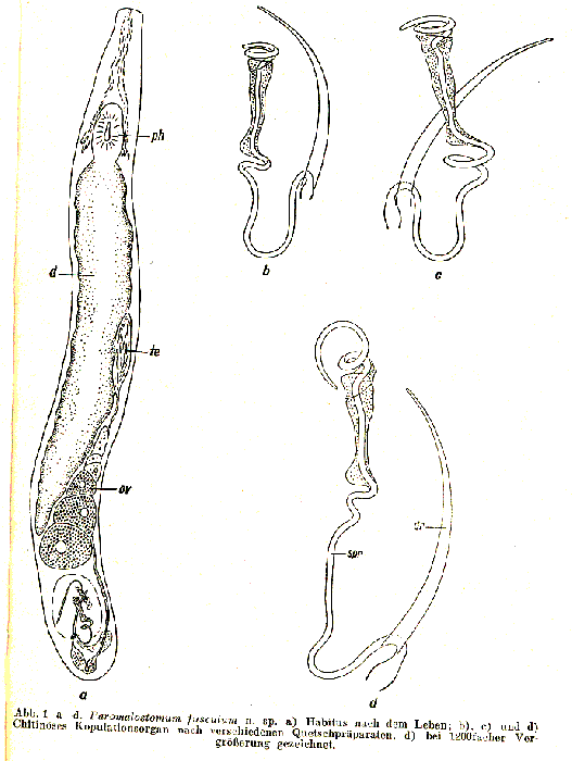 Paromalostomum fusculum