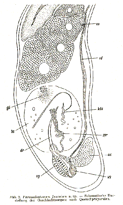 Paromalostomum fusculum