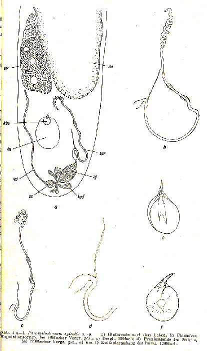 Paromalostomum fusculum