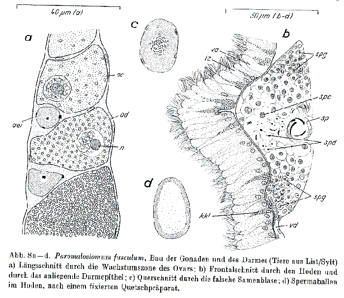 Paromalostomum fusculum