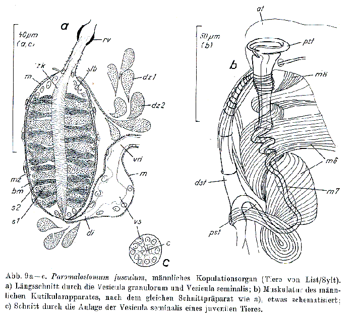 Paromalostomum fusculum