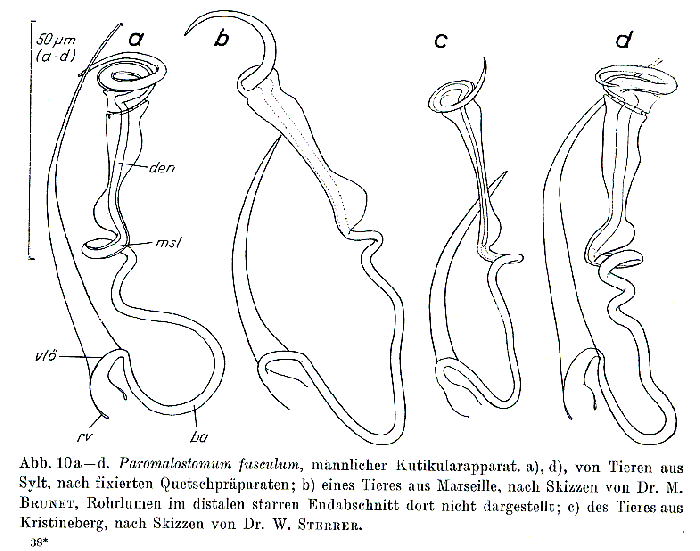 Paromalostomum fusculum