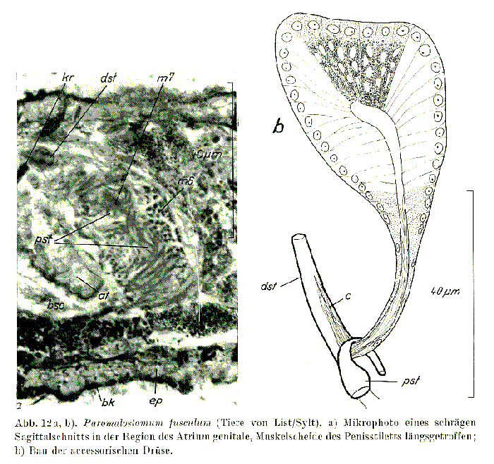 Paromalostomum fusculum