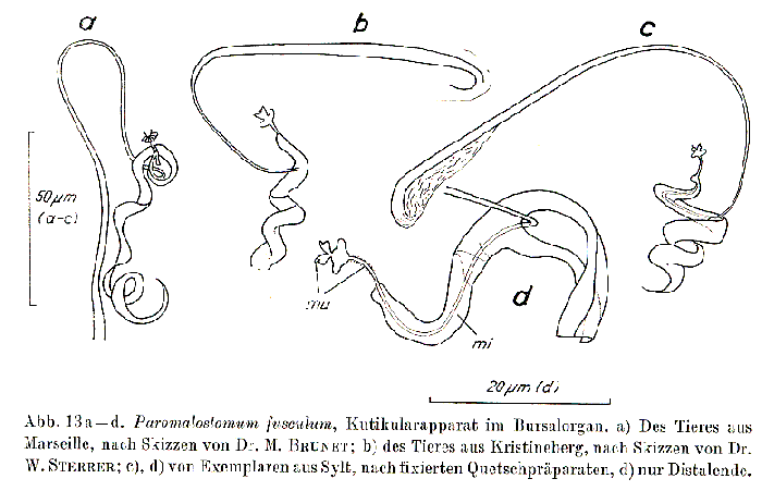 Paromalostomum fusculum