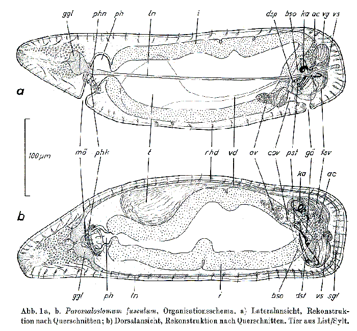 Paromalostomum fusculum