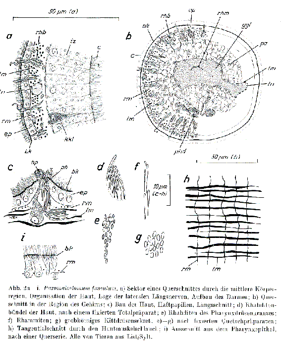 Paromalostomum fusculum