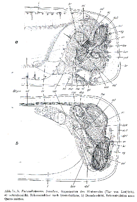 Paromalostomum fusculum