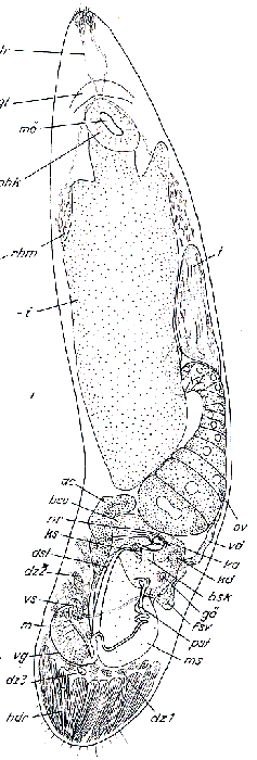 Paromalostomum massiliensis