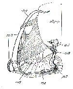 Paromalostomum massiliensis