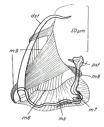 Paromalostomum massiliensis