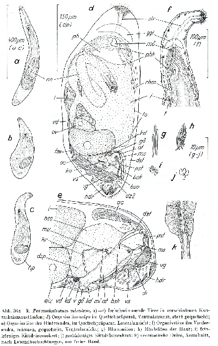 Paromalostomum minutum