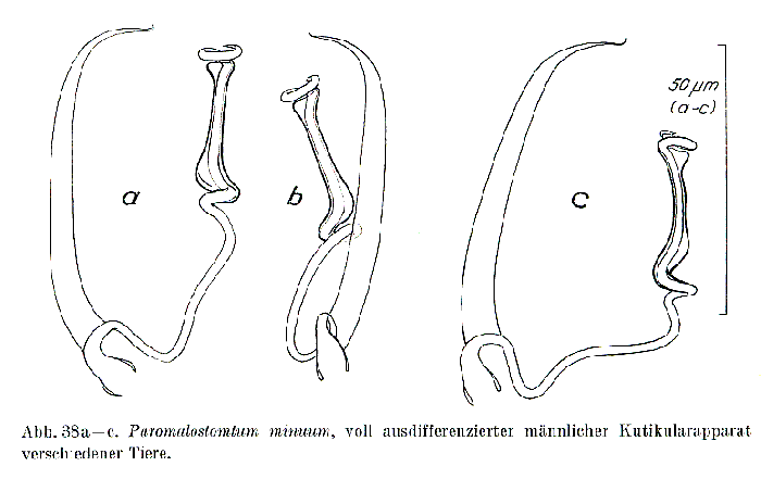 Paromalostomum minutum