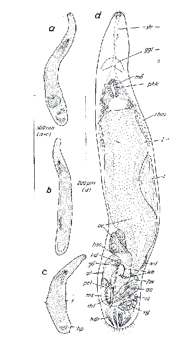 Paromalostomum parvum