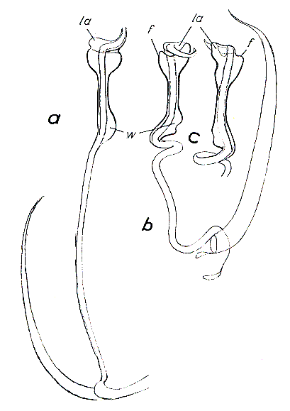 Paromalostomum parvum