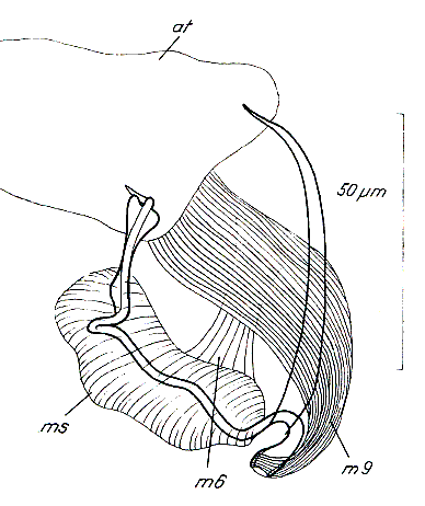 Paromalostomum parvum