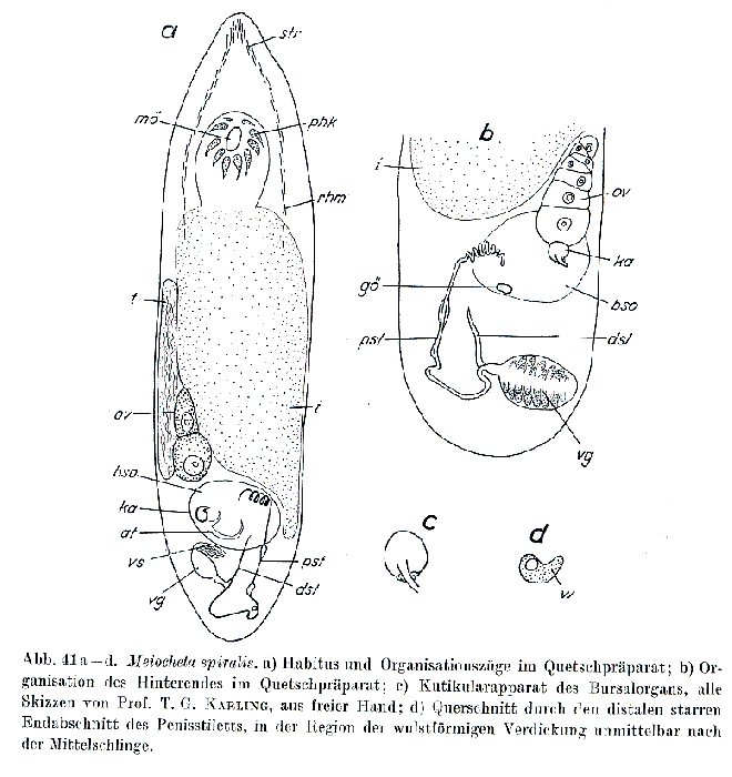 Meiocheta spiralis