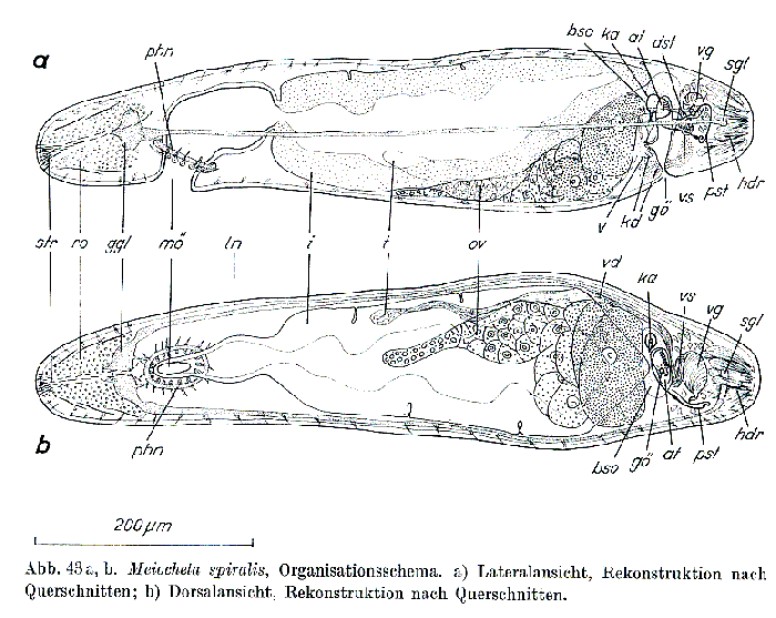 Meiocheta spiralis