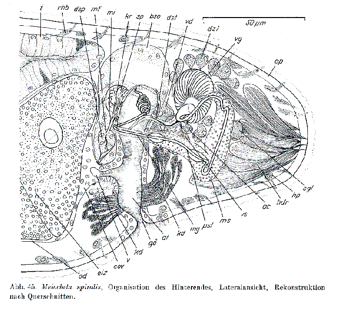 Meiocheta spiralis