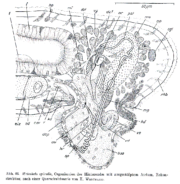 Meiocheta spiralis