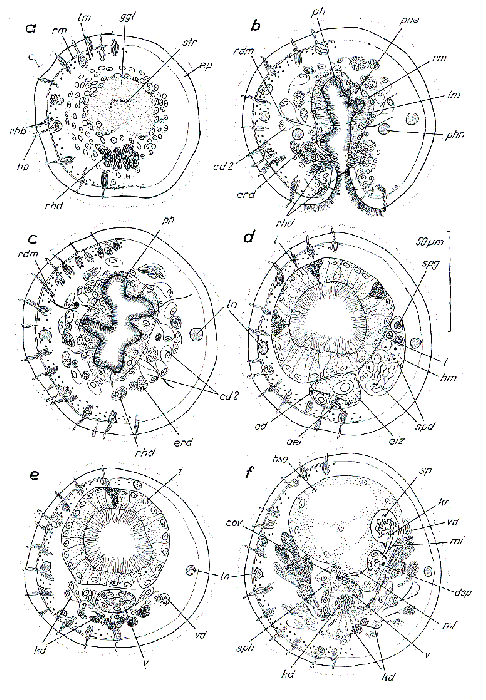 Meiocheta spiralis