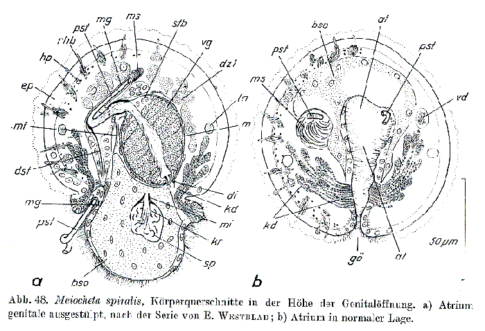 Meiocheta spiralis