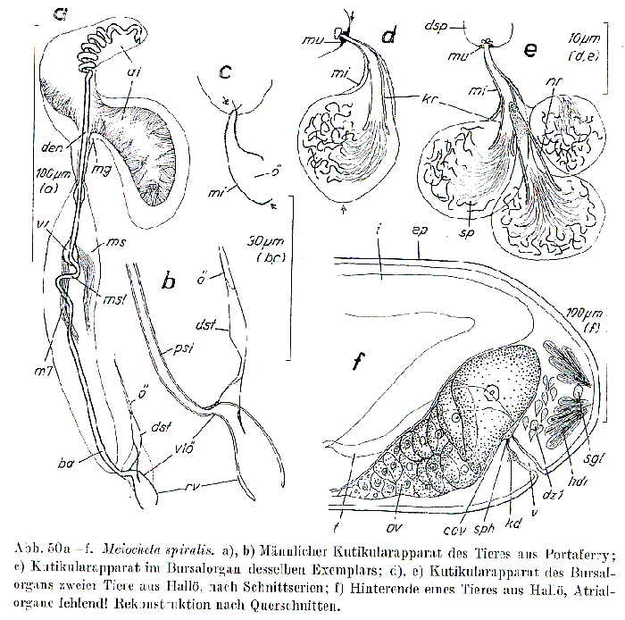 Meiocheta spiralis