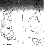 Paramyozonaria rosacea