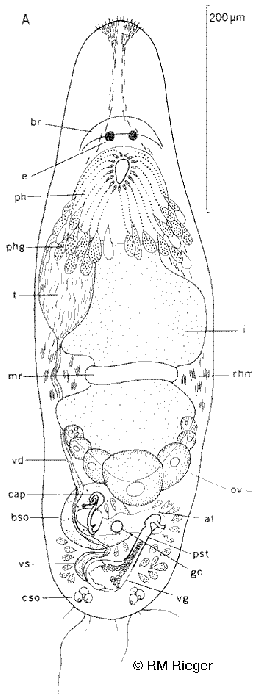 Paramyozonaria simplex