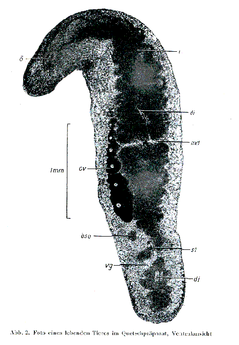 Myozonaria bistylifera