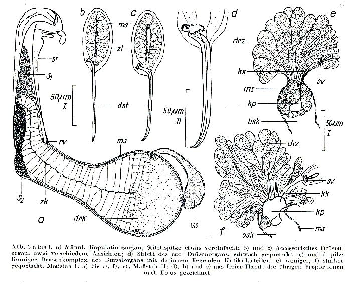 Myozonaria bistylifera