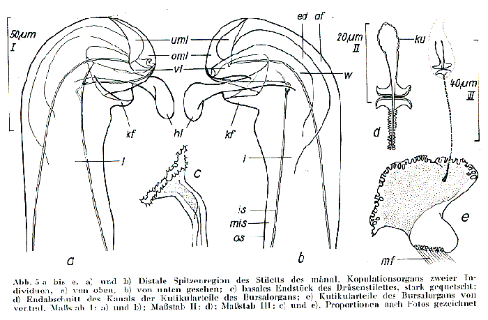 Myozonaria bistylifera