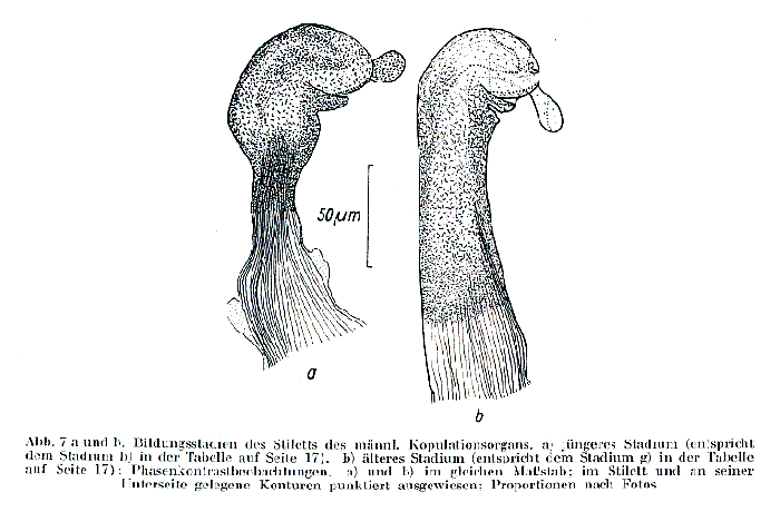 Myozonaria bistylifera