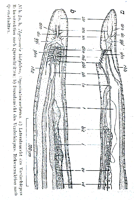 Myozonaria bistylifera