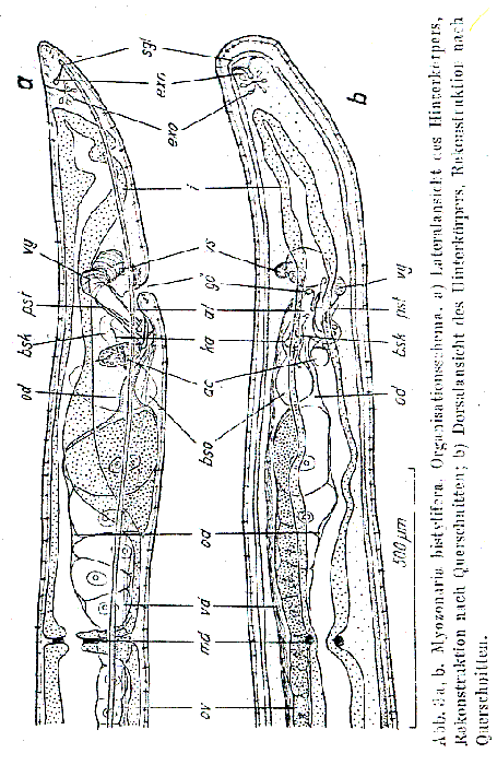 Myozonaria bistylifera