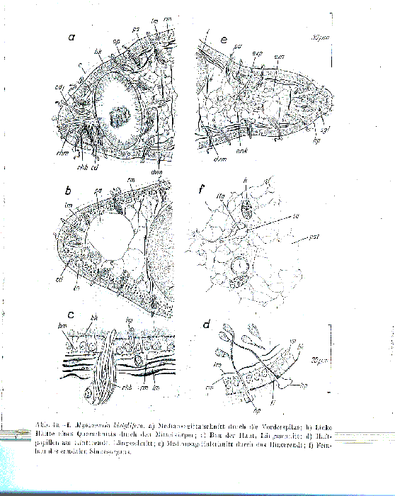 Myozonaria bistylifera