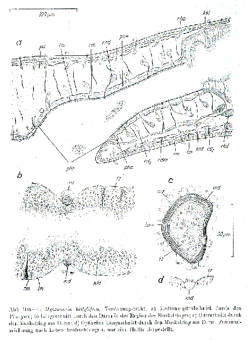 Myozonaria bistylifera