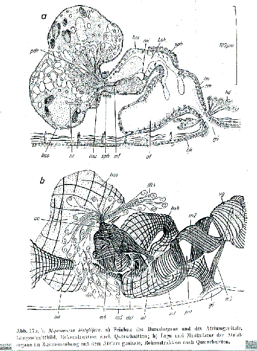 Myozonaria bistylifera