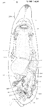 Myozonaria jenneri